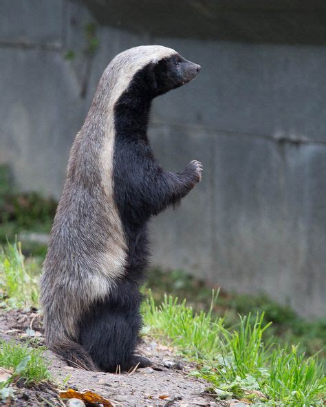 80 Badger Ideas In 2020 Badger Animals Wild Cute Animals