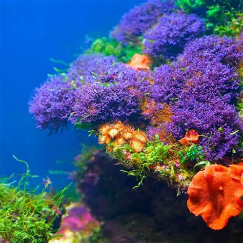 Beautiful Undersea Flowers