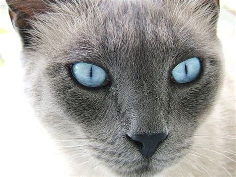 One look at a burmese, and it's hard to look away. Burmese Cat Blue Eyessmiilehouse | Burmese cat, Siamese ...