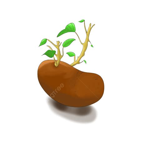 Hand Drawn Cartoon Png Picture Hand Drawn Cartoon Sprouted Potatoes