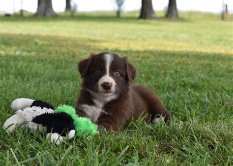 Border collie puppies for sale in missouriselect a breed. Border collie puppies for sale in missouri | Dogs, breeds and everything about our best friends.