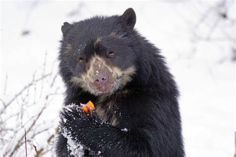 Spectacled Bear Facts And Information Listanimals
