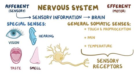 Somatosensory Pathways Video Anatomy And Definition Osmosis