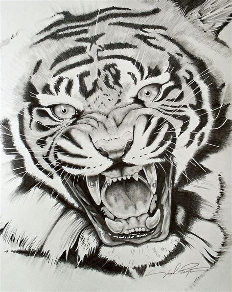 Tiger Drawing Google Search Tiger Drawing Tiger Tattoo Tattoo