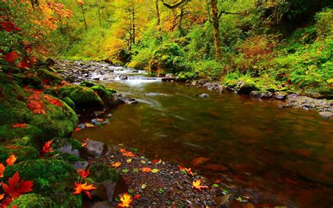 Autumn Landscape Background River Stone Moss Green Red Yellow Fallen