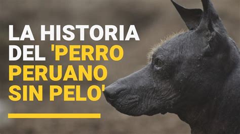 Perro Peruano La Historia Del Perro Viringo La Mascota Del Antiguo