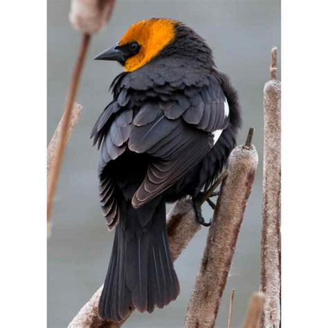 15 Astounding Birds With Yellow Heads With Pictures Backyard Friendly