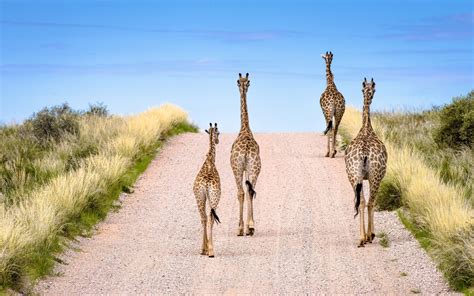 Giraffe Walk Image National Geographic Your Shot Photo Of The Day