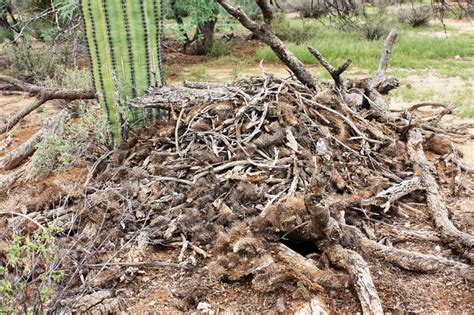 How do cacti survive in the desert? Desert Cacti - Cactus Garden: The Sonoran Desert with ...