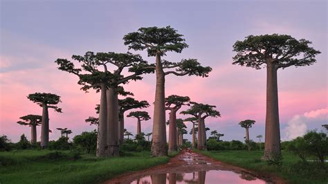 Grandidiers Baobab Forest Near Morondava Madagascar