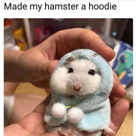 Made My Hamster A Hoodie