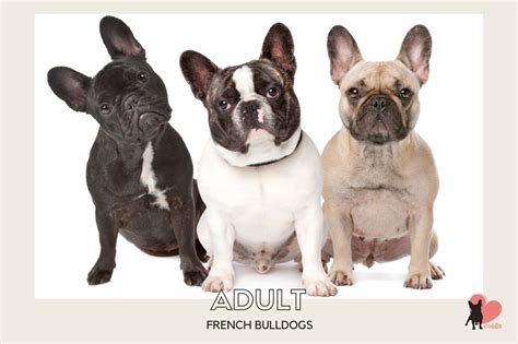 French Bulldog Growth Stages