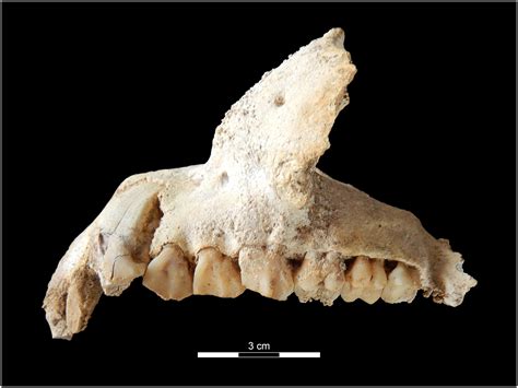 Subfossil Lemur Discoveries From The Beanka Protected Area In Western
