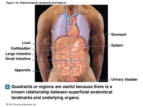 Abdominal Quadrants Labeled Lecture 8 The Gi System Flashcards