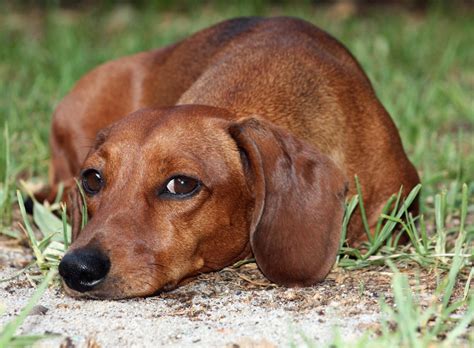 Cute Puppy Dogs: Brown dachshund puppy