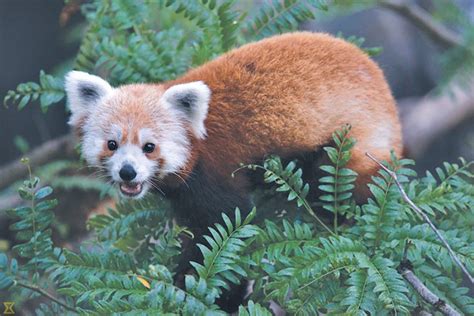All About Rare Animals Unique Animals And More Red Panda