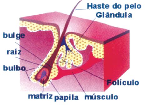 O'que Significa No Pelo