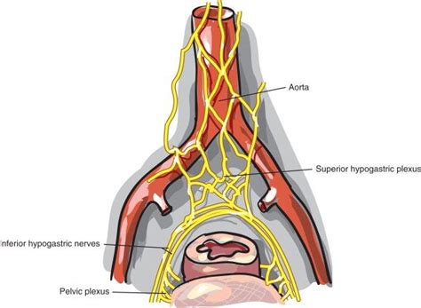 The Hypogastric Plexus Is A Collection Of Nerves That Is Located In