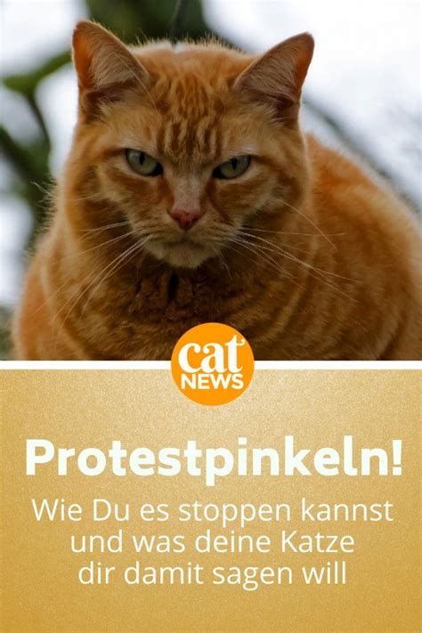 Jetzt fängt sie plötzlich an, in die wohnung zu pinkeln. Katzenpsychologie: Gründe für Protestpinkeln erkennen in ...