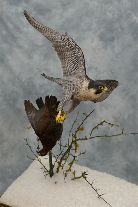 They are very friendly and healthy. Peregrine Falcon catching Grouse | UK Bird Small Mammal ...