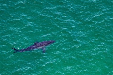 Shark Bites Angler While Spearfishing Off Florida Coast Nature World News