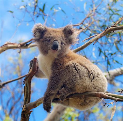 Counting Koalas For Conservation Atlas Of Living Australia