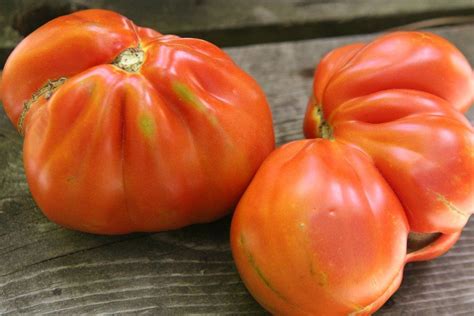 Pomodorored Pear Tomato Seeds Beefsteak Italian Vegetable Heirloom