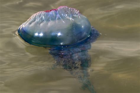 Giant Deadly Jellyfish With 150ft Tentacles Are On Their Way To