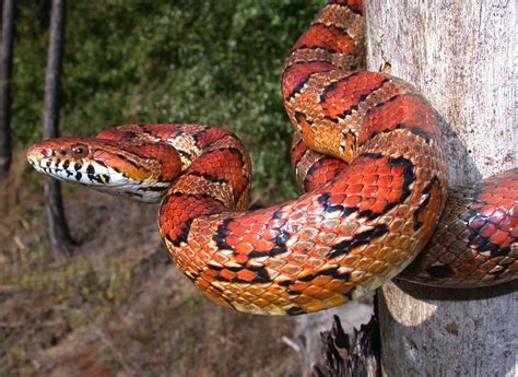 Corn Snake é Venenosa