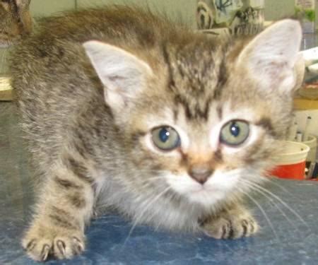 Tiger - Ubo -avon Petsmart - Large - Adult - Female - Cat for Sale in