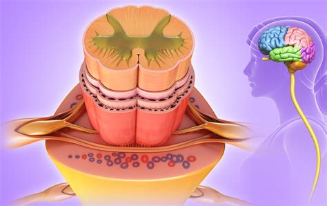 The Spinal Cord Anatomy