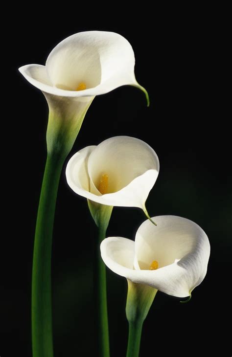 The Symbolization Behind Calla Lily Colors Calla Lily