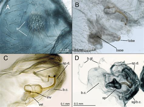 Leucochrysa L Nigrilabris Female Abdominal And Genitalic Structures