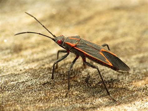All About Boxelder Bugs Behavior Characteristics And Removal Abra Kadabra