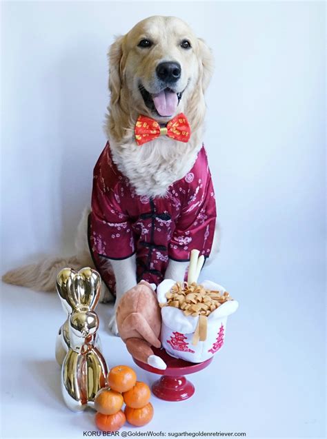 Do you think all cats will be jealous? 2018 Happy Year of the DOG - KORU BEAR: Golden Woofs