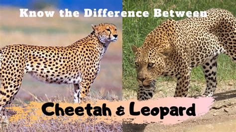 Know The Difference Between Cheetah And Leopard Lifetime Safaris