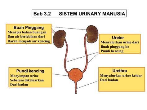 Chapter 32 Sistem Urinari Manusia Revised 2010
