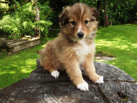 Shetland Sheepdog Mixes Top 10 Sheltie Mixes With Pictures My Dogs
