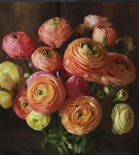 Ranunculus Tecolote Pastel Collection 20 Corms Etsy