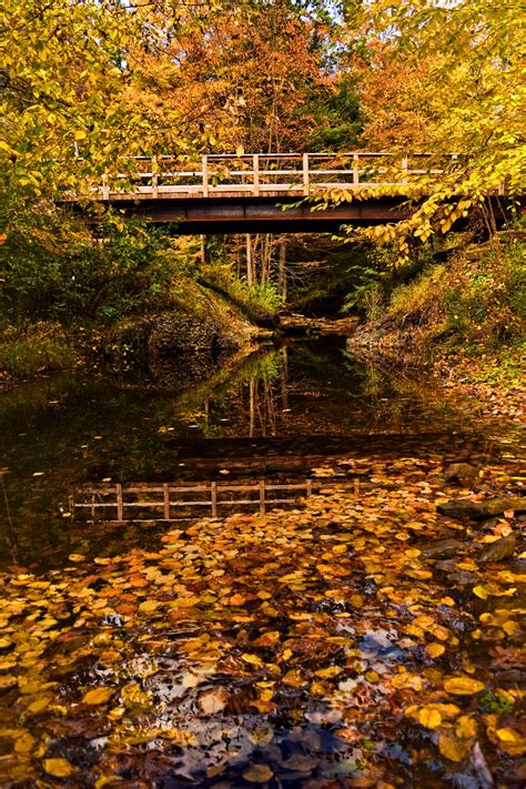 A Reflection Of A Bridge With Autumn Leaves Smithsonian Photo Contest