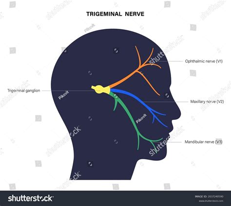 Trigeminal Nerve Diagram Ganglion Ophthalmic Mandibular Stock Vector