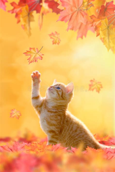 Young Cat Playing In Autumn Leaves Stock Photo Image
