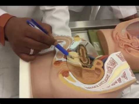 What 3 pieces fuse to make the innominate bone? Anatomy of male / female pelvis.wmv - YouTube