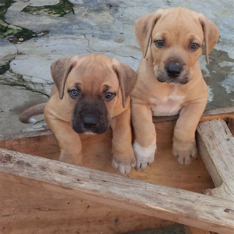 Boerboel Puppies Pets Nigeria