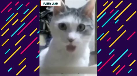 Funny Cat Videos Try Not To Laugh Animals Funny Cats Videos 2020 Try