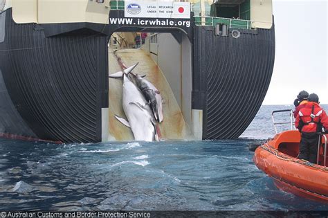 japanese whalers take 333 pregnant minke in antarctica