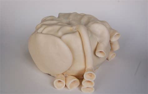 Anatomical Heart Cake Lena S Lunchbox