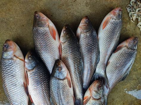 Pile Of Rohu Catla Carp Fish Sale In Indian Fish Market Stock Image