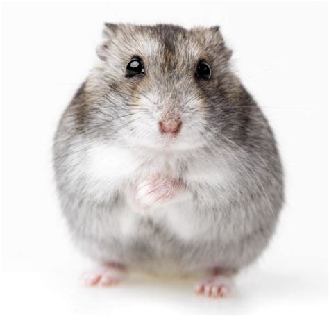 Hamster Anão Chinês Conheça Sobre O Roedor Blog Da Cobasi