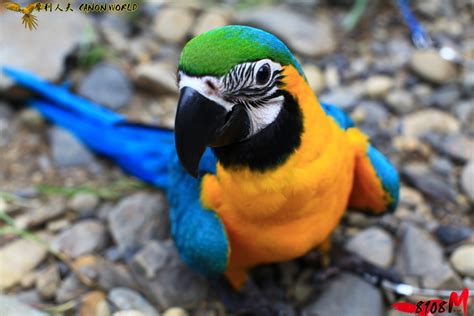 Mount kongō, a mountain in osaka prefecture, japan. KK's WORLD: 藍黃金剛鸚鵡/琉璃金剛鸚鵡 (Blue and Gold Macaw/Blue and Yellow Macaw)